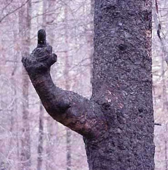 pissedoff tree.jpg